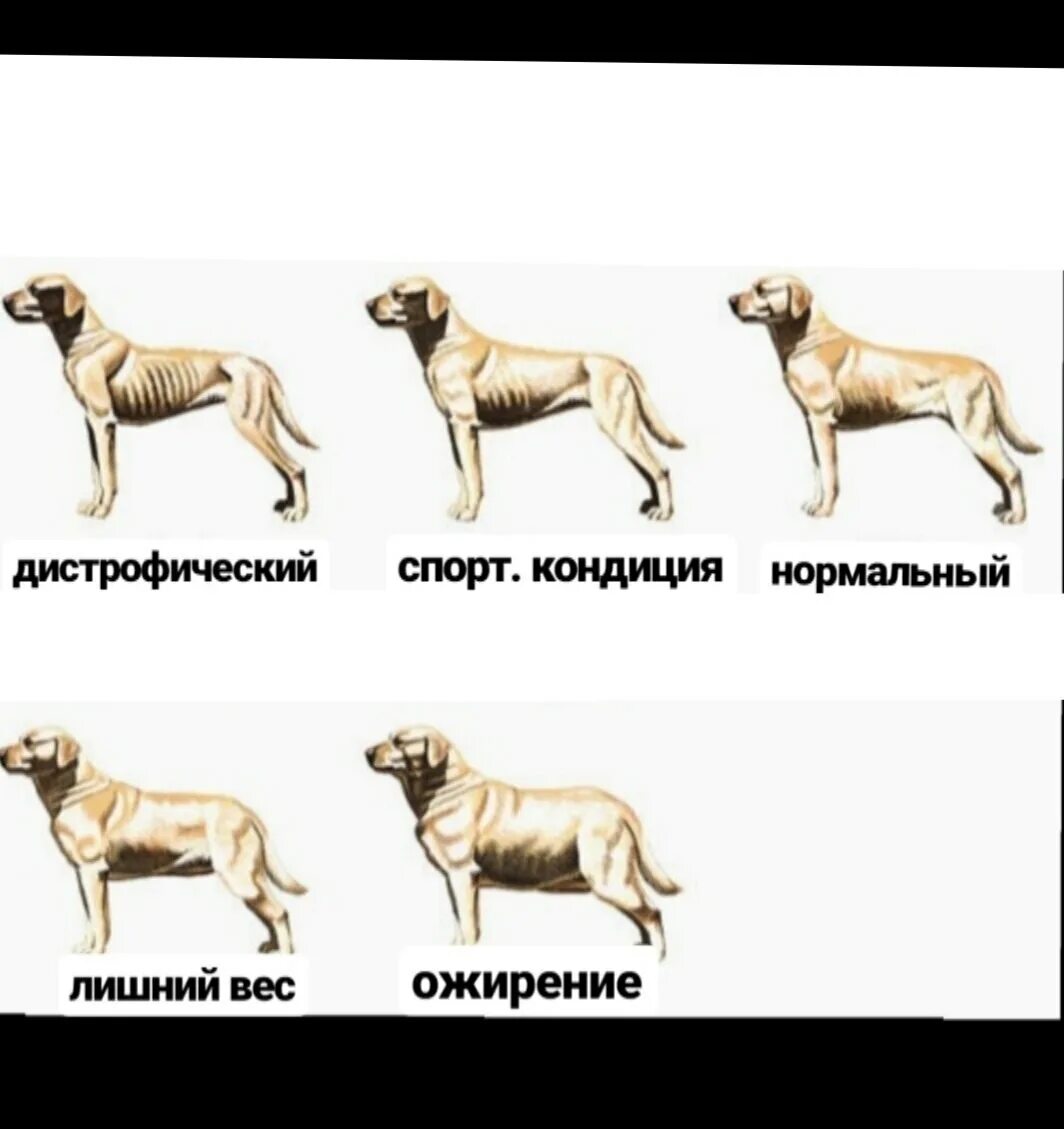 Типы кондиции