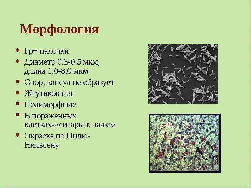 Палочки дедерлейна микроскопия. Грамотрицательные кокки и палочки. Полиморфные палочки что это такое. Гемофильная палочка форма. Иерсинии энтероколитика микробиология.