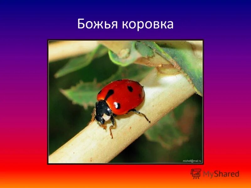 Божья коровка гранитный камушек 1995. ; 1 кл животные в зоопарке божья коровка. Две божьи коровки. Божья коровка не ходи к нему навстречу. Божья коровка ест тлю.