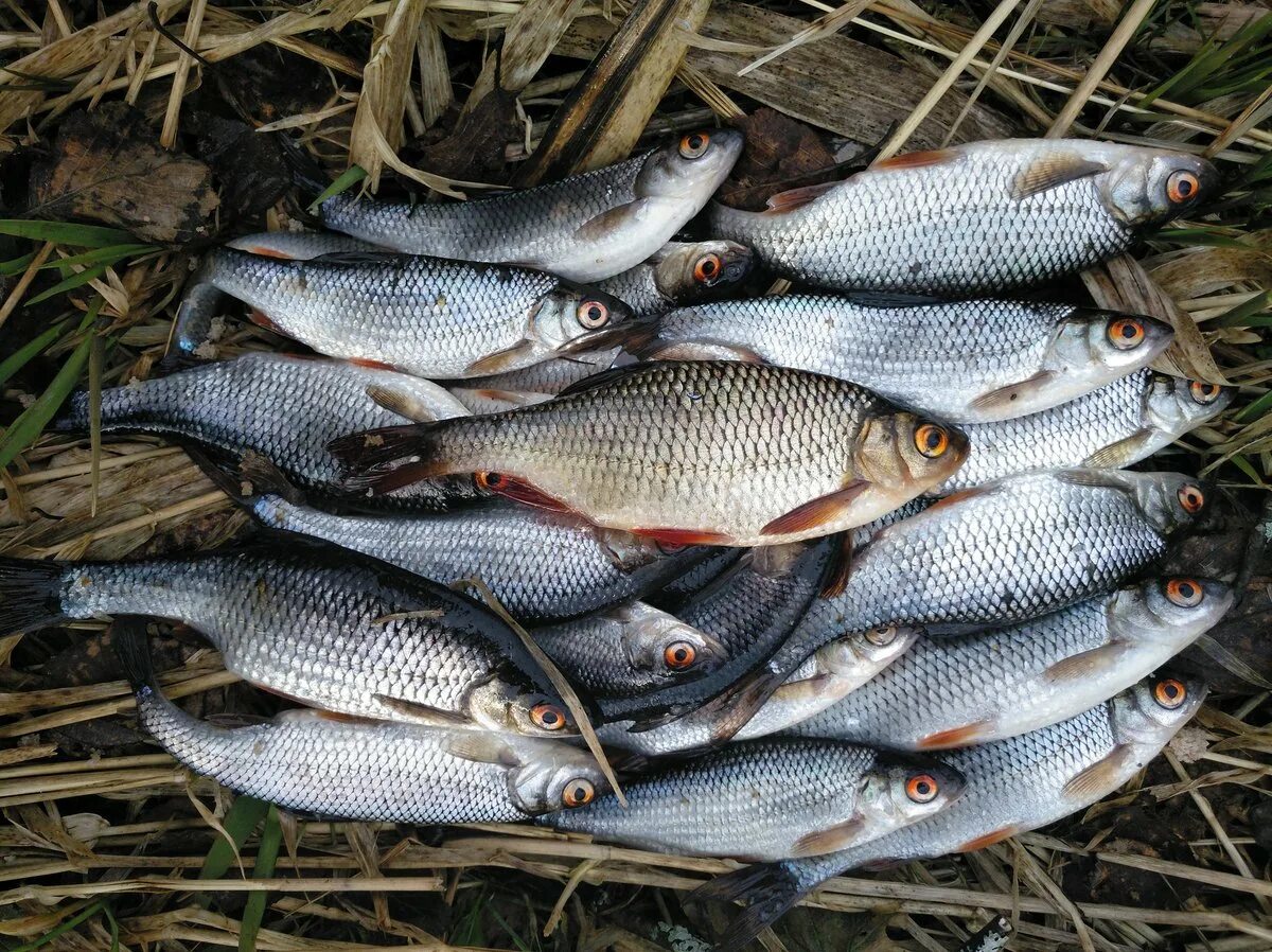 Плотва в воде. Рыба красноперка сорога. сорожка плотва красноперка. плотва красноперка сорога. сорога озерная.