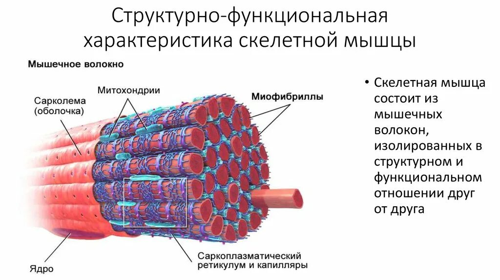 Клетки гладкой мускулатуры сокращаются. Строение поперечно полосатого мышечного волокна. Функциональное строение мышечного волокна. Структурно-функциональные основы скелетной мышцы.. Структурно-функциональная характеристика мышечного волокна.