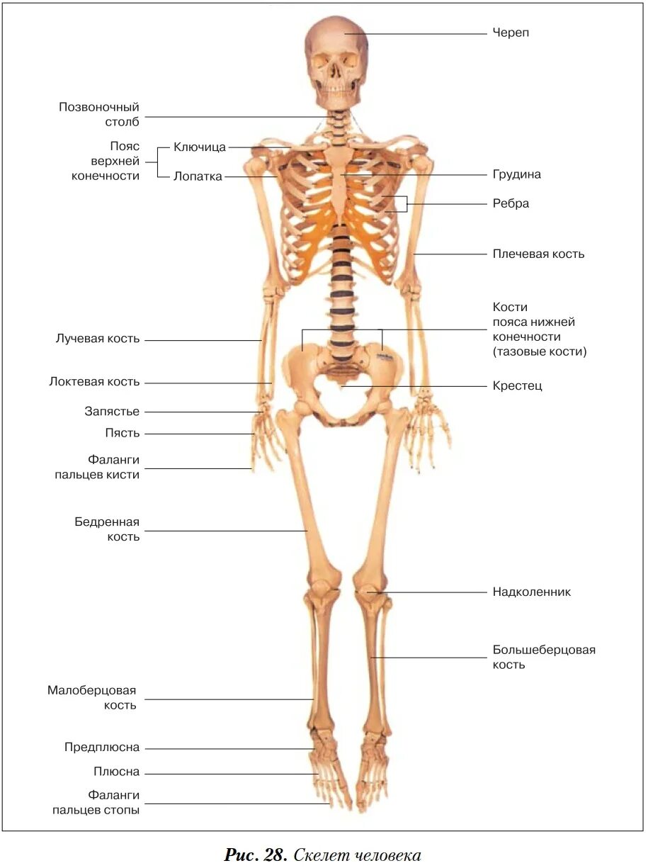 Скелет человека с названием костей. Строение костей человека анатомия. Скелет человека с указанием названия костей. Схема костей человека с названиями.