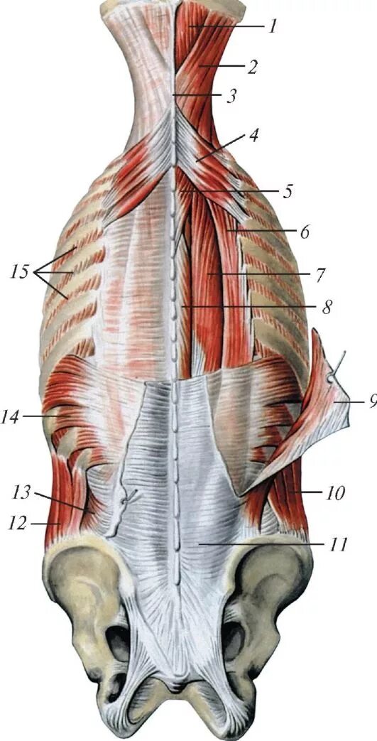 Фасции спины. Мышцы спины атлас Синельникова. Поверхностные мышцы и фасции спины. Крестцово поясничная фасция анатомия. Мышцы и фасции спины анатомия.