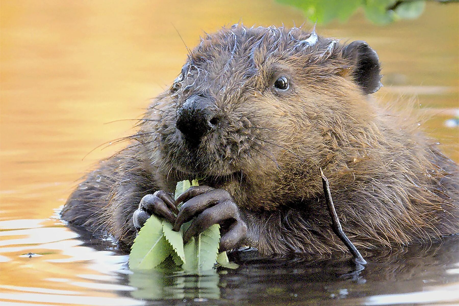 Бобры сидят. Канадский Бобр (Castor canadensis). Бобр Речной обыкновенный. Речной Бобр Западносибирский подвид. Бобр и бобрята.