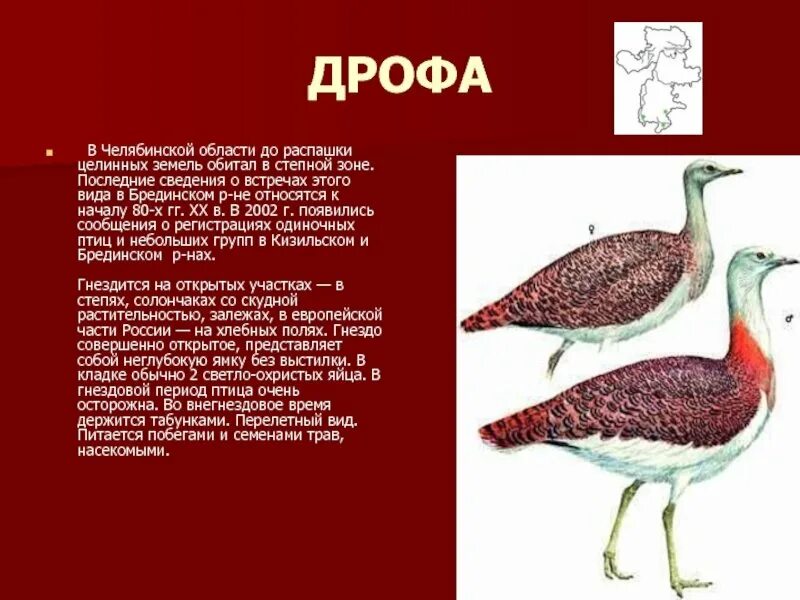 По страницам Красной книги Челябинской области