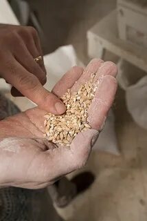 Вкус семени