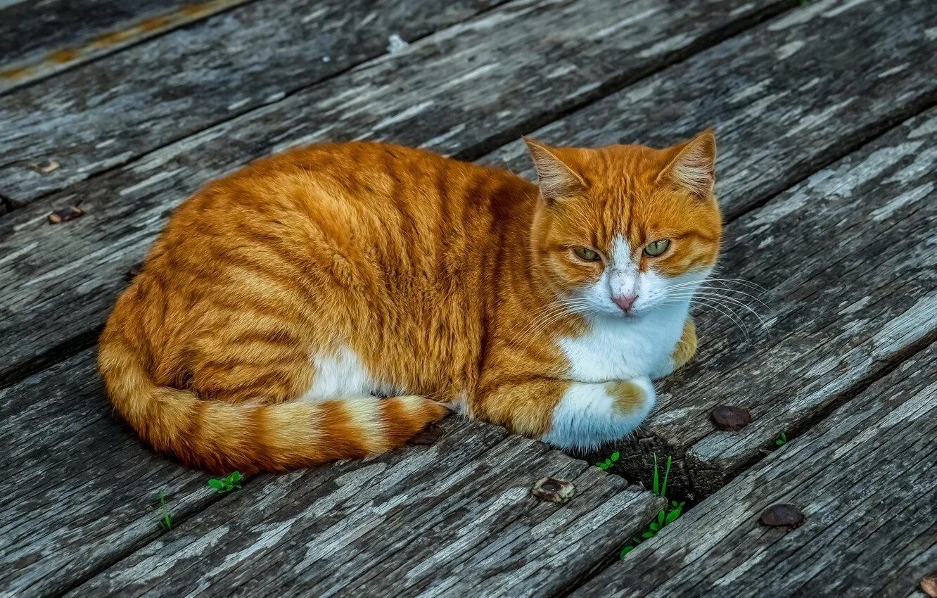 Это котик полосатый у него четыре лапы. Мэнкс кошка. рыжий полосатый кот. рыжая кошка. кошка лежит.
