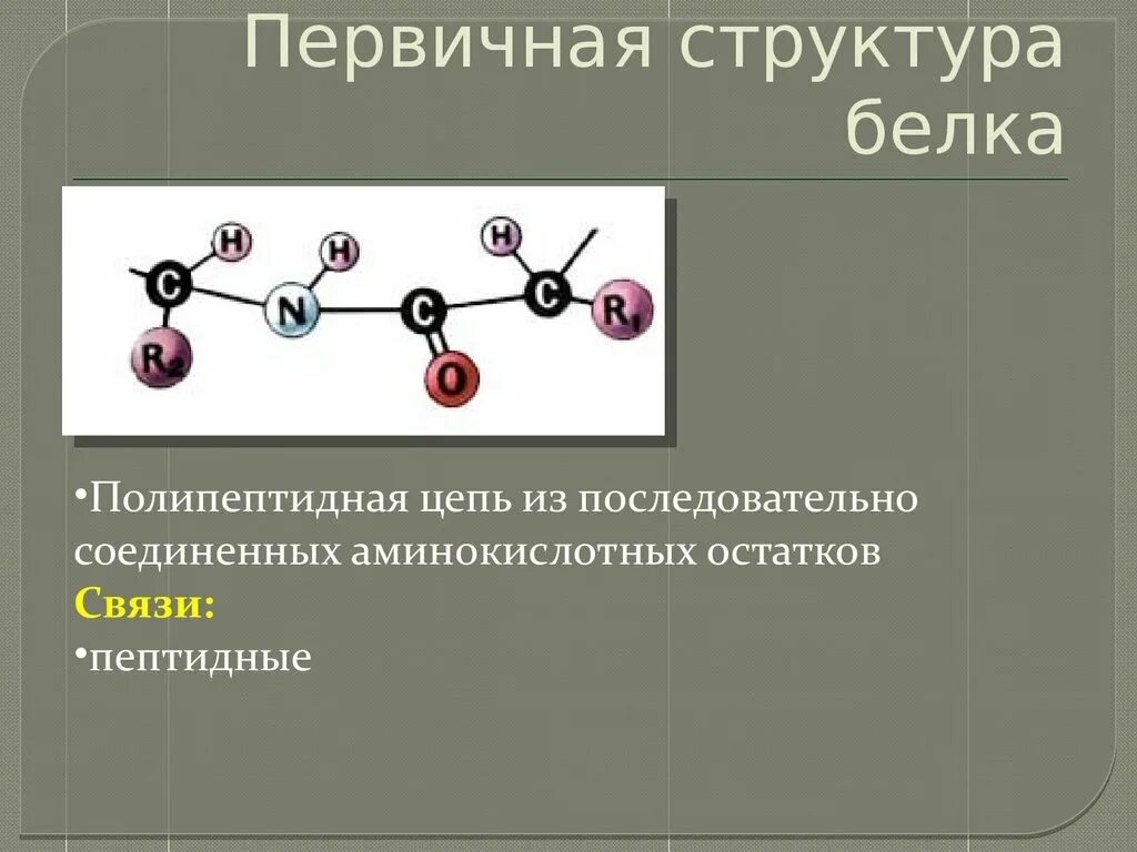 Структура белка в полипептидной цепи. Первичная структура белка пептидная связь. Строение первичной структуры белка полипептидная цепь. Структура белка пкптидная связьпервичная.