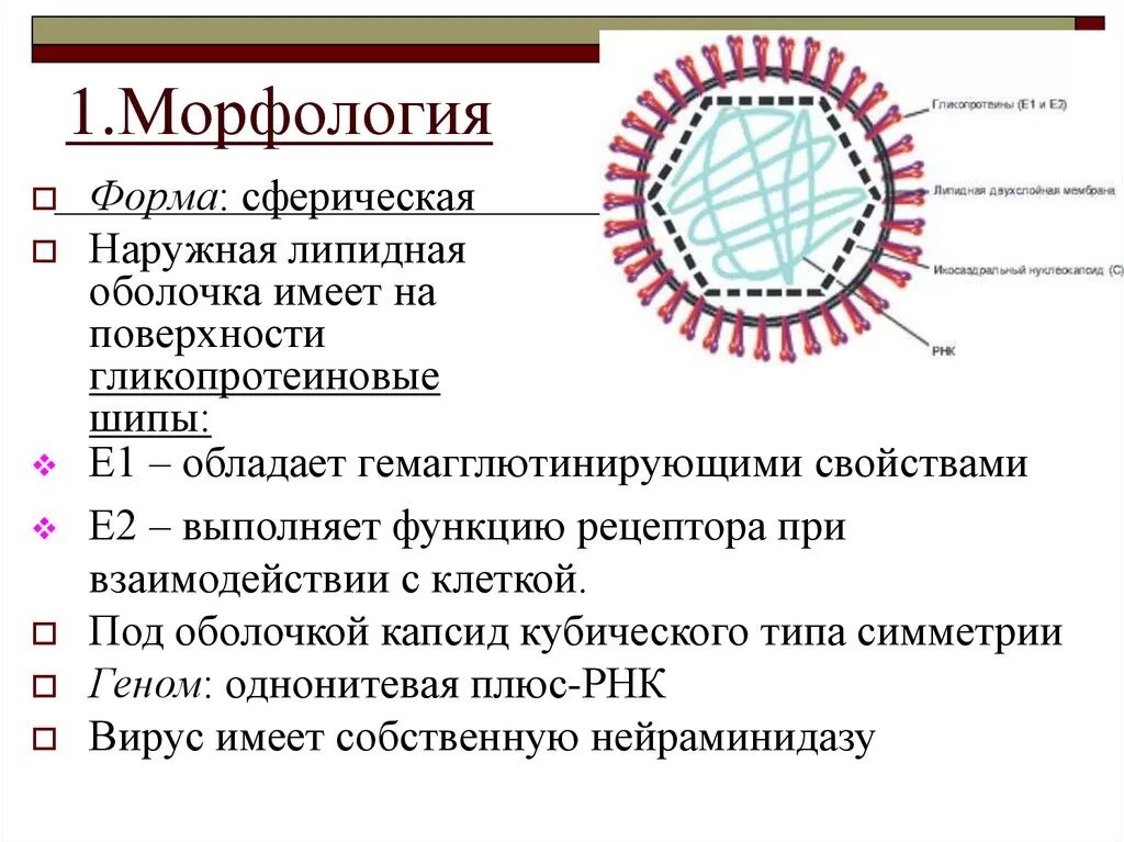 Респираторно-синцитиальный вирус структура. Строение вирусов микробиология. Респираторно-синцитиальный вирус патогенез. Ротавирусы микробиология строение. Syncytial virus