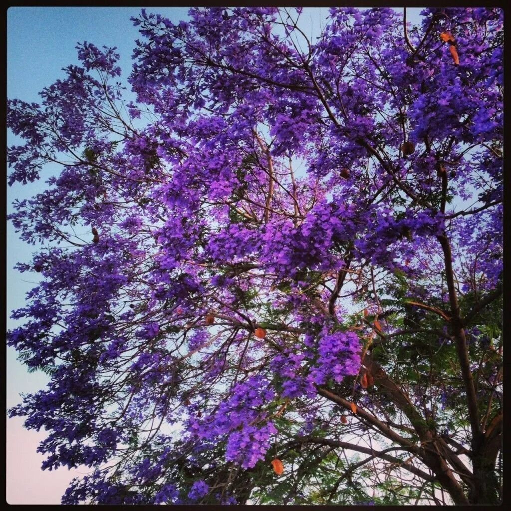 Лос-Анджелес, цветёт жакаранда. Фиалковое дерево джакаранда. Фиалковое дерево Лос Анджелес. Жакаранда листья. Фиолетовое дерево название