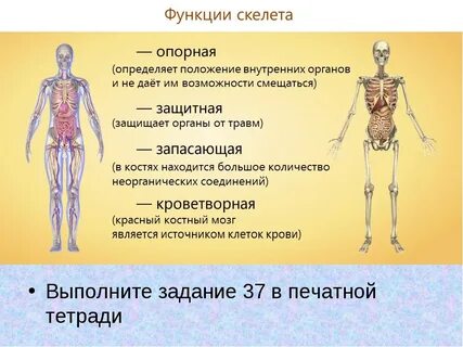 Роль костей в организме