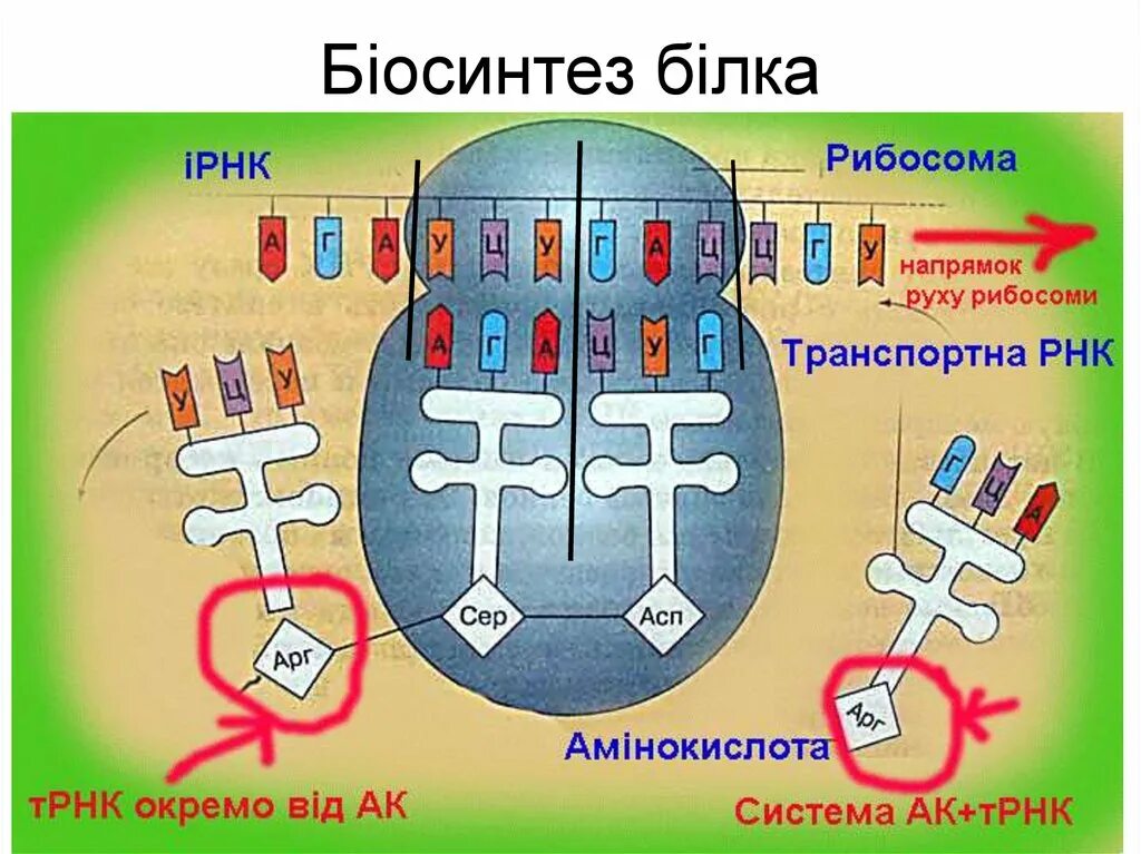 Т рнк синтезируется. Трансляция биология Синтез ТРНК. Трансляция биология схема. Трансляция ТРНК. Схема синтеза белка в рибосоме трансляция.