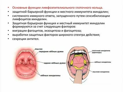 Лимфатические узелки небных миндалин