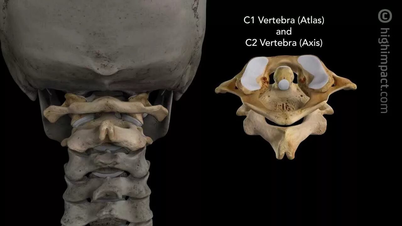 Первый шейный позвонок, Атлант, Atlas. Атлант атлас 1 шейный позвонок. C2 шейный позвонок Атлант. Шейный позвонок Атлант c1. Между черепом и позвоночником
