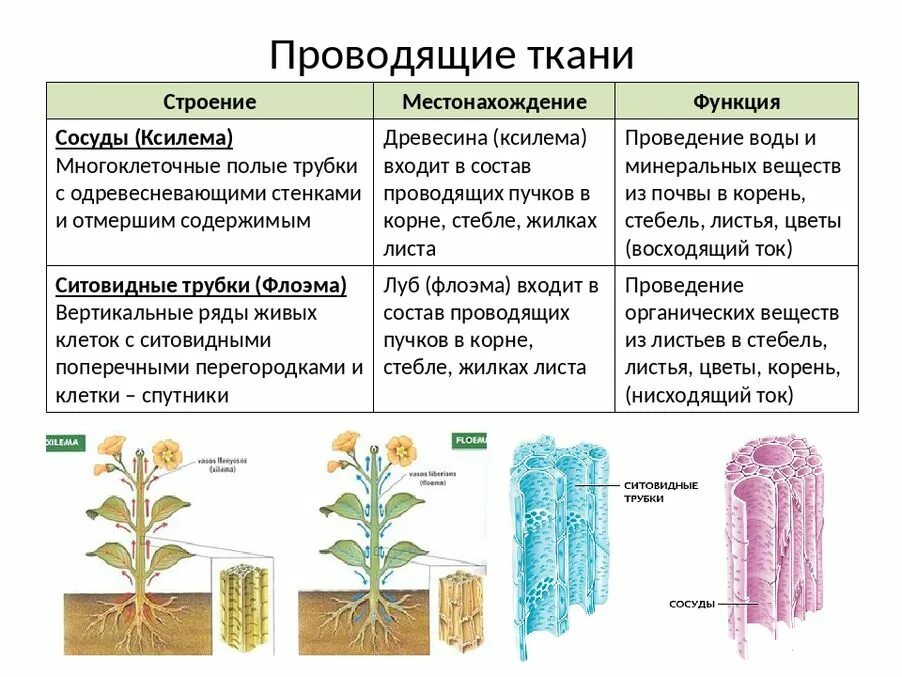 Процесс образования питательных веществ