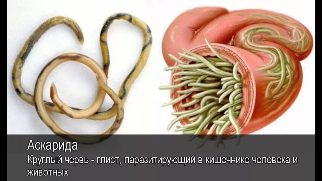 Образ жизни аскариды