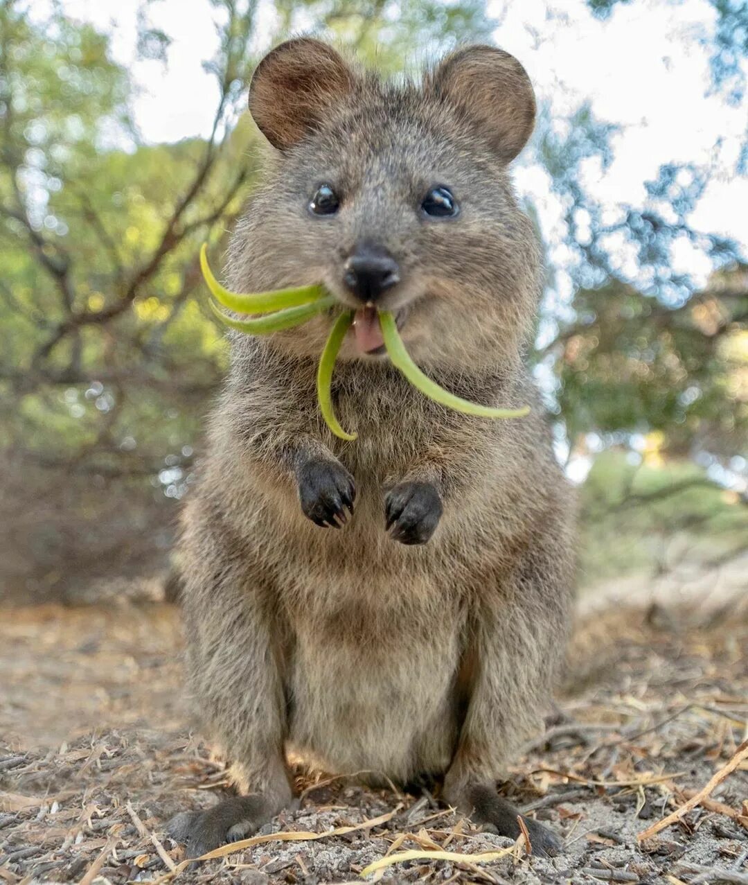Улыбающие зверьки. Кенгуру Квокка. Квокка эндемики Австралии. Австралийский зверек Квокка. Квокка кенгуру Австралия.
