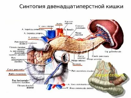 Синтопия