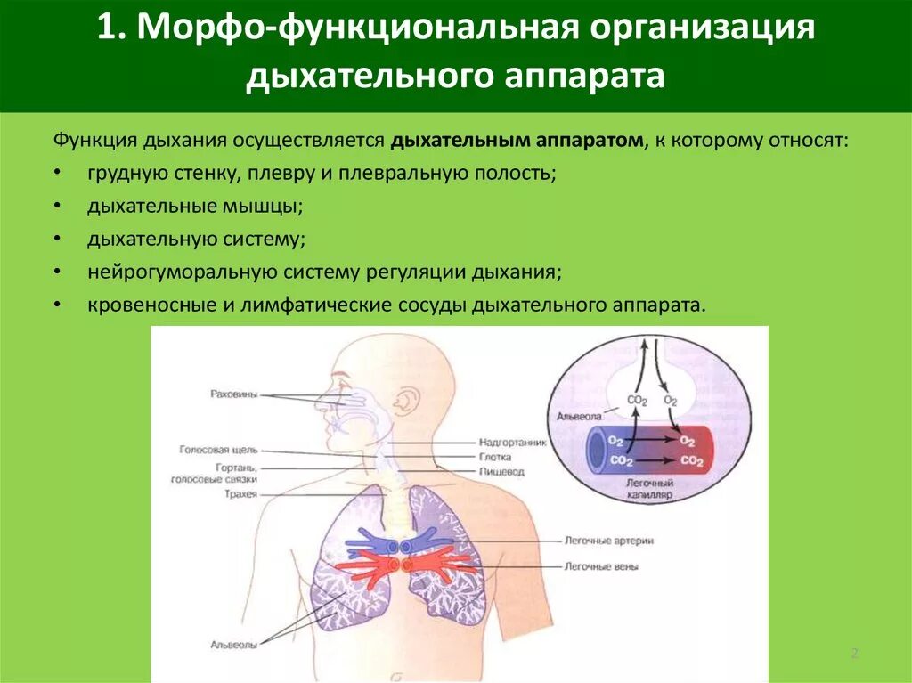 Вдох функции. Морфофункциональная характеристика дыхательной системы. Схема функциональной системы дыхания. Функции органов дыхательной системы. Принципы организации функциональной системы дыхания..