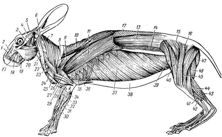 Строение скелета кролика. Строение задних лап кролика. Мышечная система кролика.