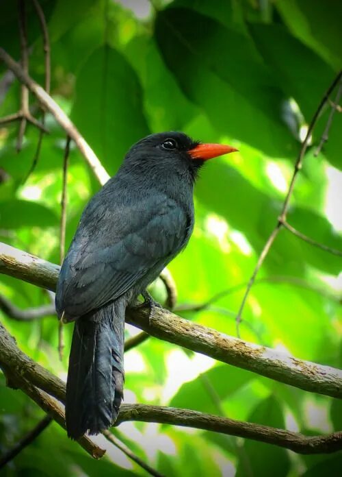 Kind birds. Соколы Амазонии. Monasa nigrifrons. Quasitetrastemma nigrifrons.