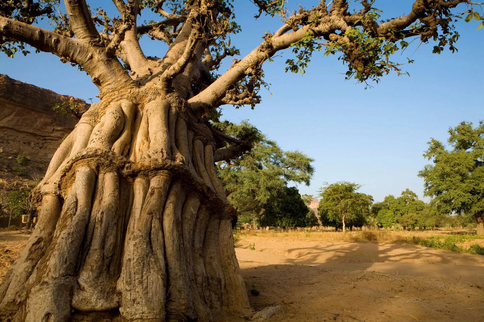 Баобаб (Адансония пальчатая. Adansonia digitata баобаб Адансония пальчатая. Исполинский баобаб. Баобаб в саванне.