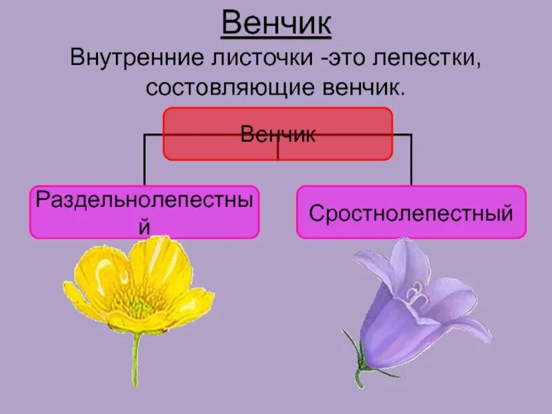 Функция венчика у цветка. Внутренние листочки цветка это. Сростнолепестный венчик. Лепестки венчика. Внутренние листочки околоцветника это.