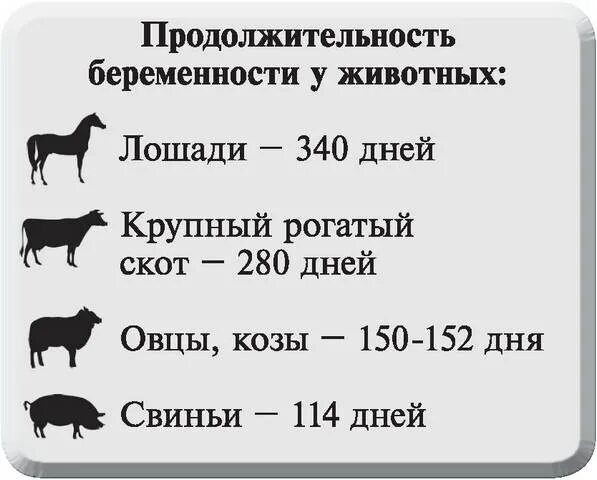 Сроки беременности у животных. Продолжительность беременности у животных таблица. Сроки беременности у СХ животных. Продолжительность беременности у животных в месяцах. Срок беременности у коров