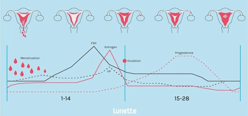 Менструальный цикл. Месячные цикл. Цикл менструационного цикла норма. Рисунок менструационного цикла. Кровянистая овуляция почему