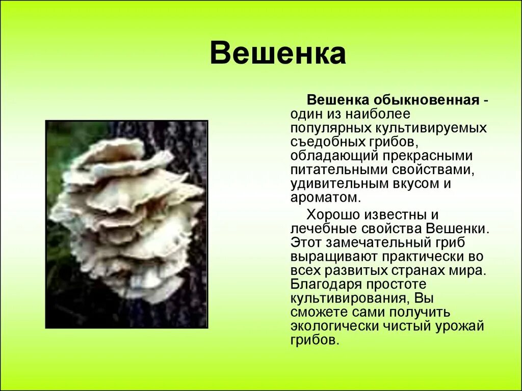 Характеристика искусственно выращиваемых съедобных грибов. Вёшенка обыкновенная съедобные грибы. Вёшенка обыкновенная фото и описание. Съедобный гриб вешенки описание. Вешенки грибы съедобные и несъедобные.