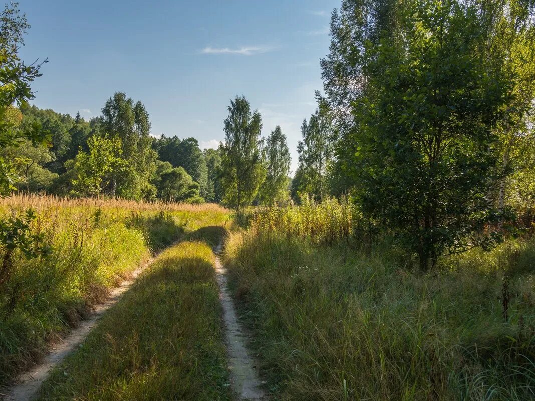 Лето лес июль. Конец августа природа. Август лес. Августовский пейзаж. Август пейзаж.