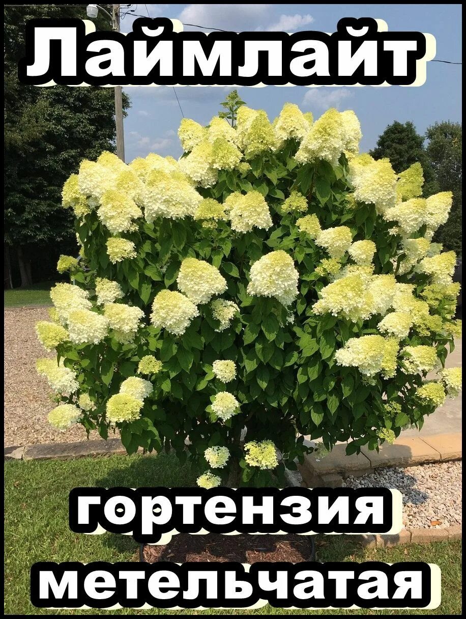 Лайм лайт осенью. Лайм лайт осенью