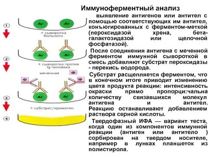 Анализ на антиген и на антитела