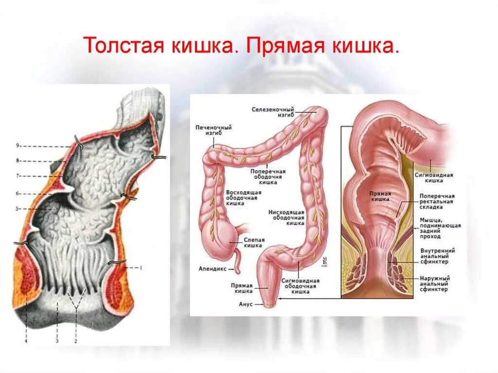 Сколько сантиметров кишка. Прямая кишка анатомия строение. Строение и функции прямой кишки. Анатомическая структура прямой кишки. Строение прямая кишечника.