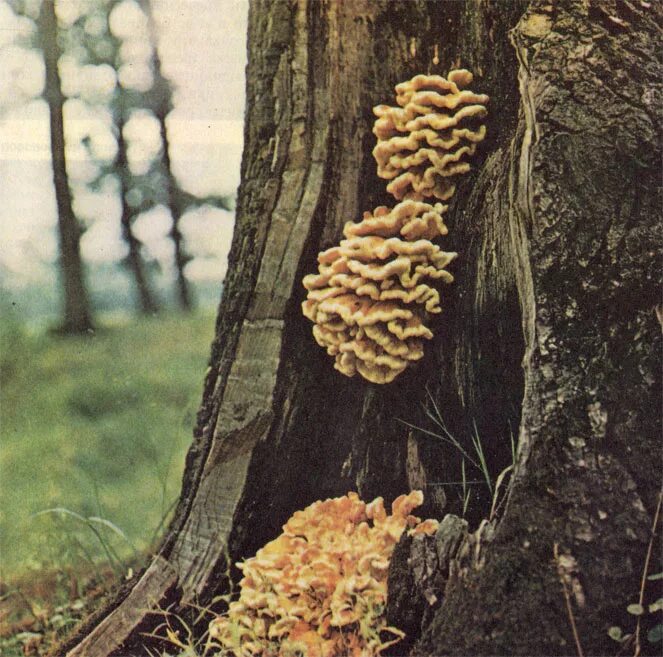 Лес 1986. Болезни леса. Дубовая губка плодовое тело. Дубовая губка гниль. Лиственничная болезнь лесов.