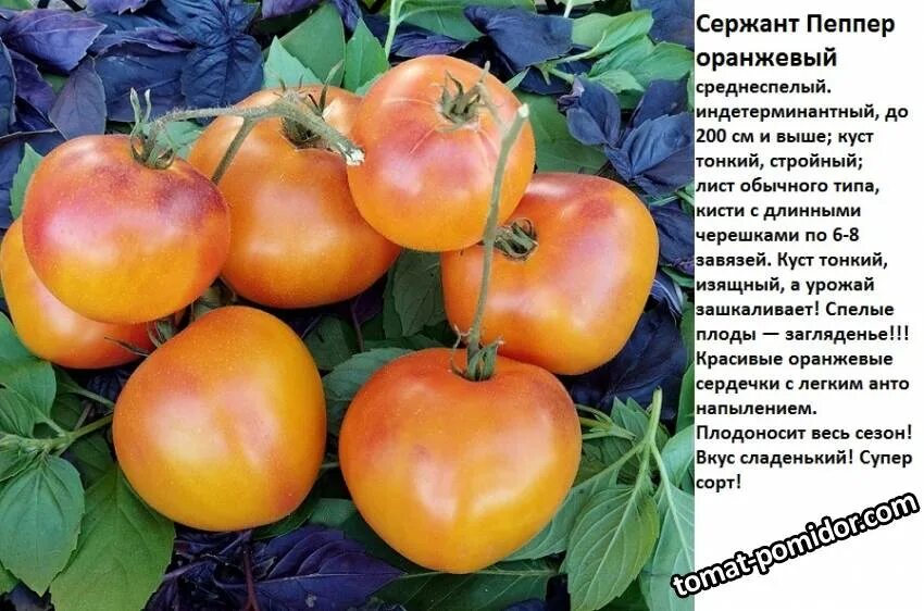Томат пеппер описание сорта фото Идеи на тему "Дача" (900+) садовые идеи, дизайн сада, садовые проекты