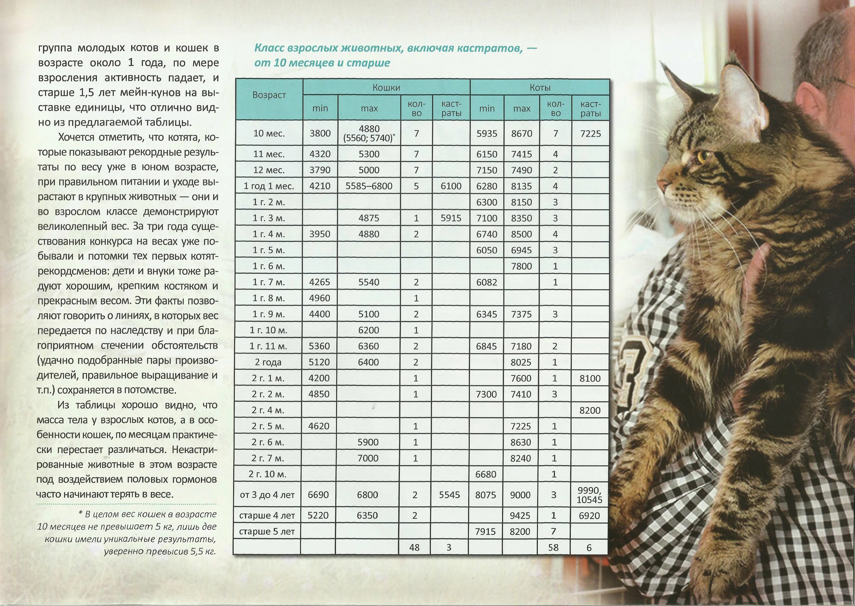 Сколько обычно котят у кошки. Мейн кун 4 месяца вес таблица. Таблица веса Мейн куна по месяцам нормы. Котёнок Мейн кун 2 месяца вес и рост. Вес Мейн куна в 2 месяца таблица.