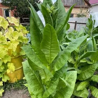 Какие выращивать сорта табака