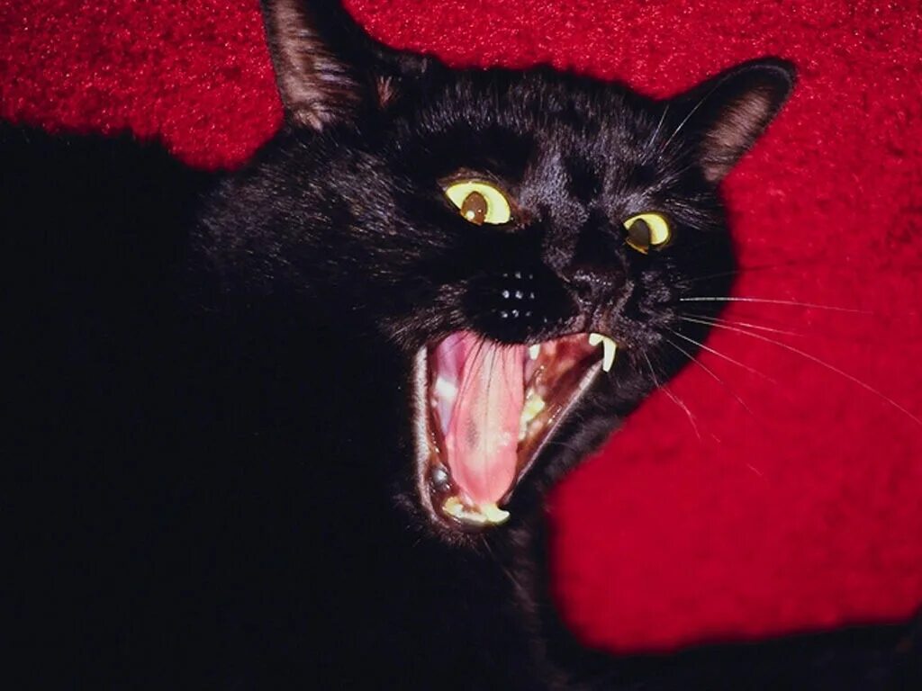 ты меня бесишь картинки. черные бесят. злая кошка. черный кот псих. надпись бесишь.