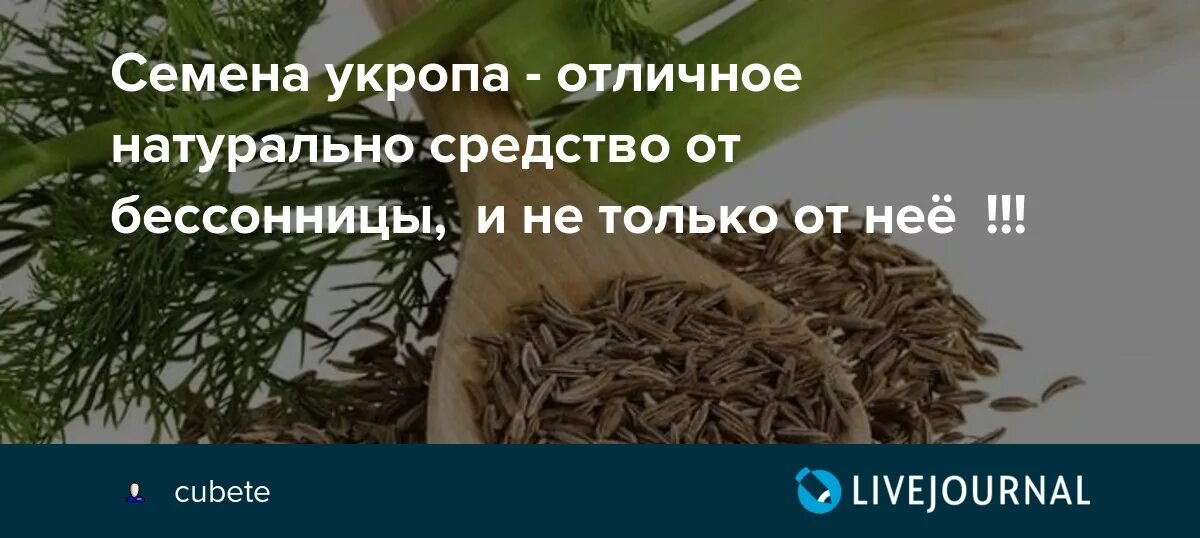 Укроп для организма человека семена. Укроп семена. Семена укропа лечебные. Отвар семян укропа. Отвар укропа от бессонницы.