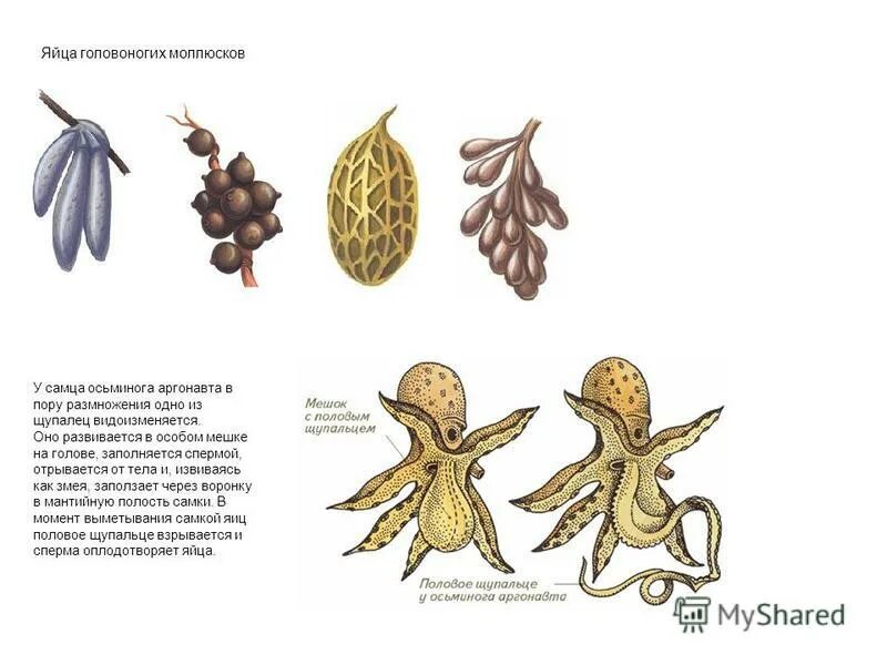 Половая головоногих. Половая система головоногих моллюсков. Цикл развития головоногих моллюсков. Цикл развития головоногих моллюсков схема. Размножение и развитие головоногих моллюсков.