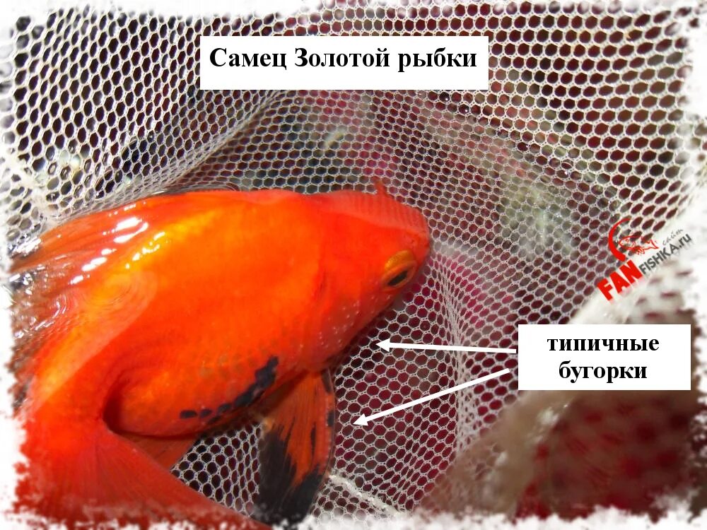 Золотая рыбка красная шапочка как отличить самку от самца. Золотая рыбка самка и самец различие. Золотая рыбка самец и самка. Золотые рыбки пол.