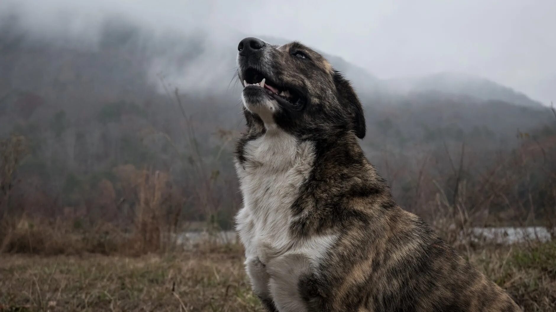 Old dog new tricks. Бродячие собаки. Собака бездомная 3840*2160. Информация про бездомных собак. Рэгги собака.