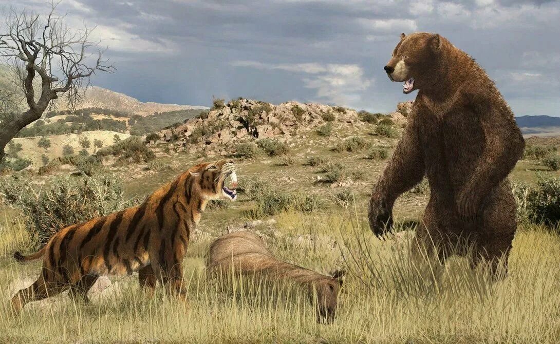 Крупнейший хищник на земле. Гигантский Короткомордый медведь. Вымерший Короткомордый медведь. Доисторические хищники Смилодон. Медведь Кадьяк и Короткомордый.