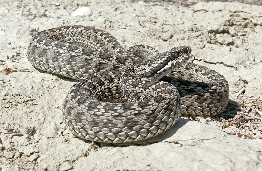 Змеи в степи. Восточная Степная гадюка. Степная гадюка (Vipera Renardi). Восточная Степная гадюка Vipera Renardi (Christoph, 1861). Гадюка Степная Восточная Pelias Renardi.