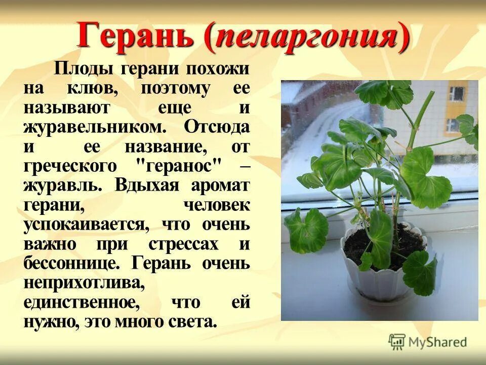 Герань комнатное растение. Герань размножение листом. Какие условия нужны герани. Прищипка ампельной пеларгонии. Santorini пеларгония.