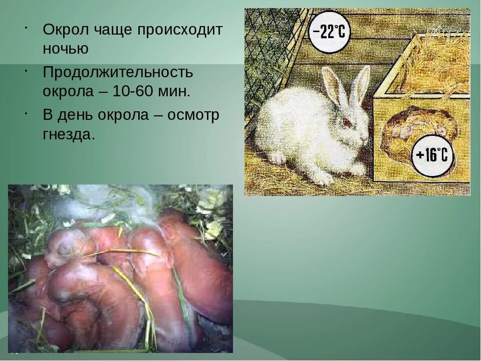 Сколько месяцев крольчихи. Кролики размножаются. Размножение домашних кроликов. Таблица для размножения кроликов. Возраст крольчат.