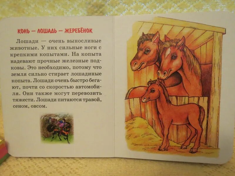 Домашние животные шалаева книга. Книга домашние животные шалаева. г шалаева домашние животные.