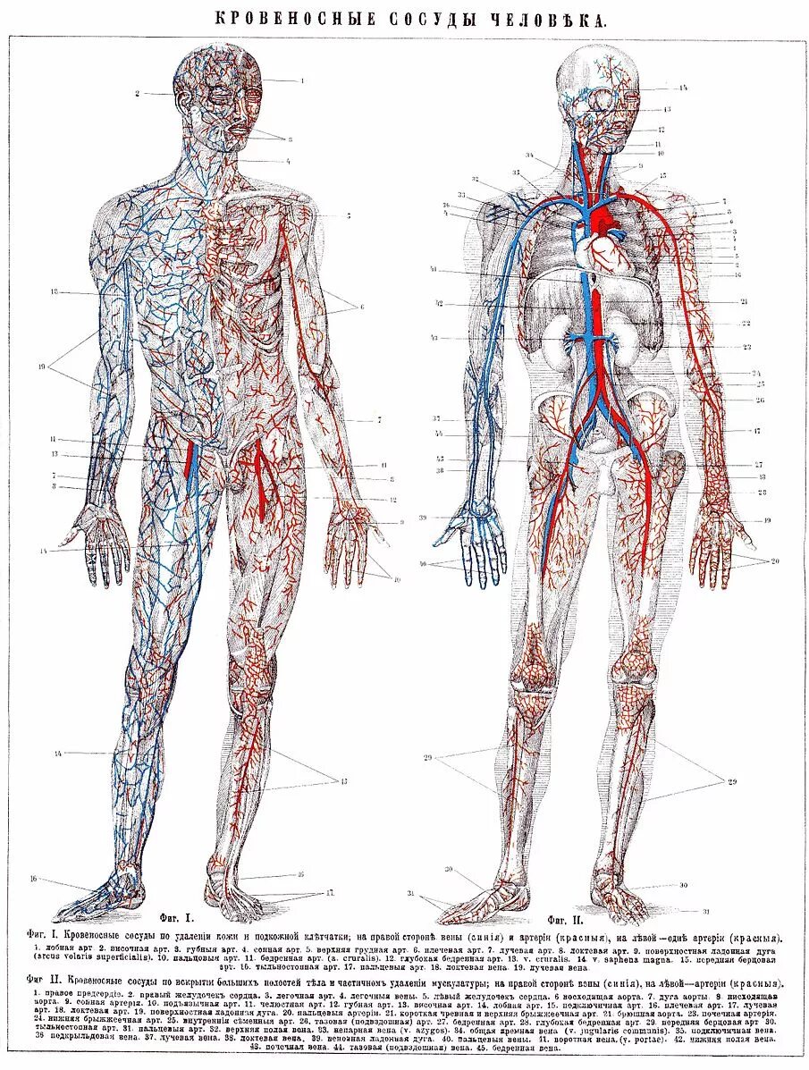 Вены и артерии схема. Расположение вен на теле человека схема. Вены и артерии человека анатомия. Кровеносная система вены. Кровеносная система человека схема анатомия.