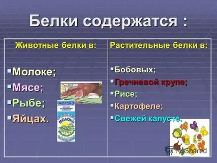 Растительным белком является